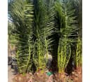 Palms-Store Phoenix Canariensis Palme ca. 180 cm Winterhart grün Bild 3