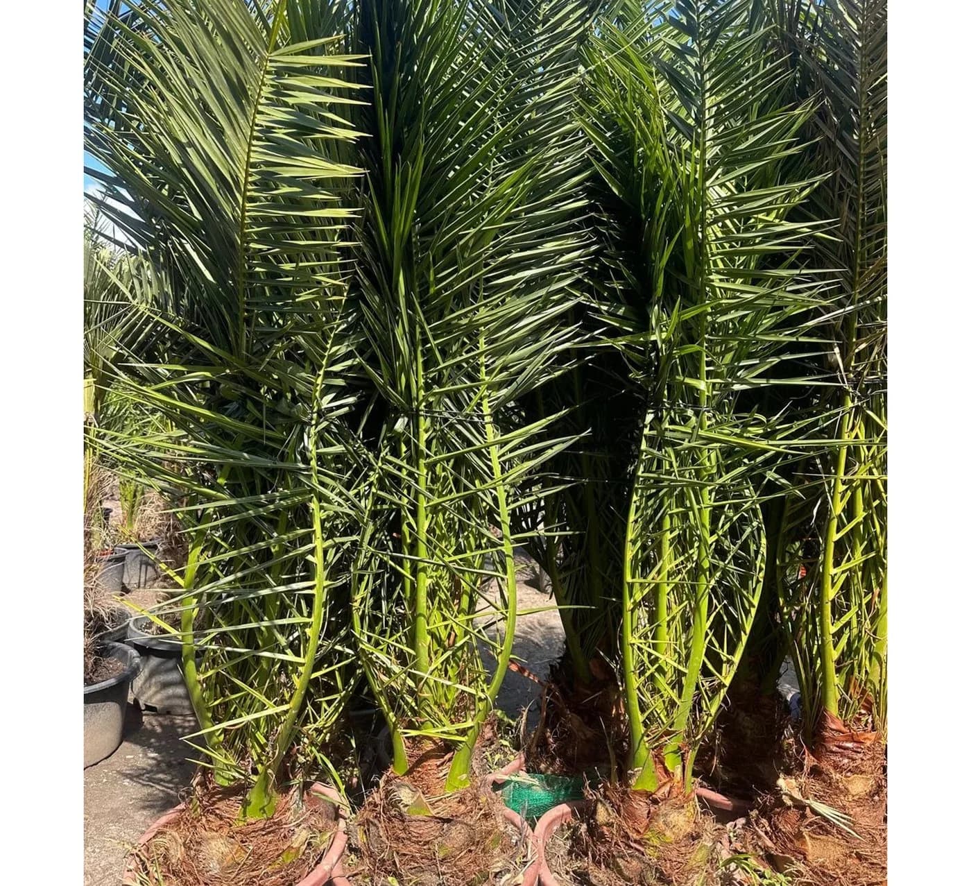 Palms-Store Phoenix Canariensis Palme ca. 180 cm Winterhart grün - Bild 3