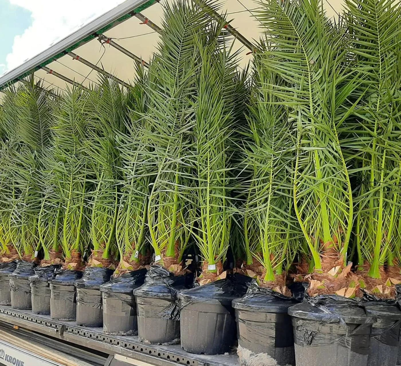 Palms-Store Phoenix Canariensis Palme ca. 180 cm Winterhart grün - Bild 4