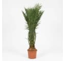 Palms-Store Phoenix Canariensis Palme ca. 180 cm Winterhart grün Bild 5
