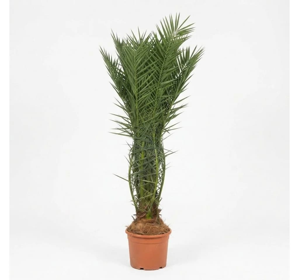 Palms-Store Phoenix Canariensis Palme ca. 180 cm Winterhart grün - Bild 5