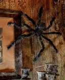 Horror-Shop Deko-Spinne Schwarz-Grau Halloween Deko Bild 4