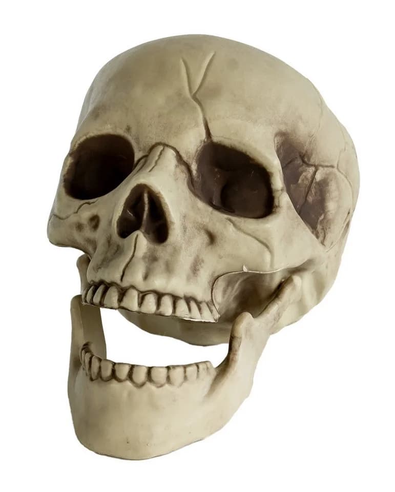 Horror-Shop Dekoobjekt Totenkopf mit beweglichem Kiefer 20cm - Bild 2