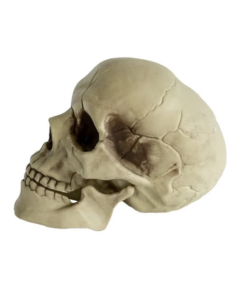 Horror-Shop Dekoobjekt Totenkopf mit beweglichem Kiefer 20cm - Bild 5