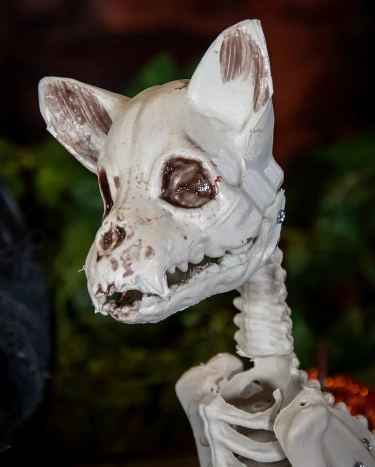 Horror-Shop Dekoobjekt Katzenskelett Halloween Deko 48cm Beige - Bild 4