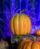 Horror-Shop Dekoobjekt Wirklichkeitsgetreuer Herbstkürbis mit Strunk Bild 1