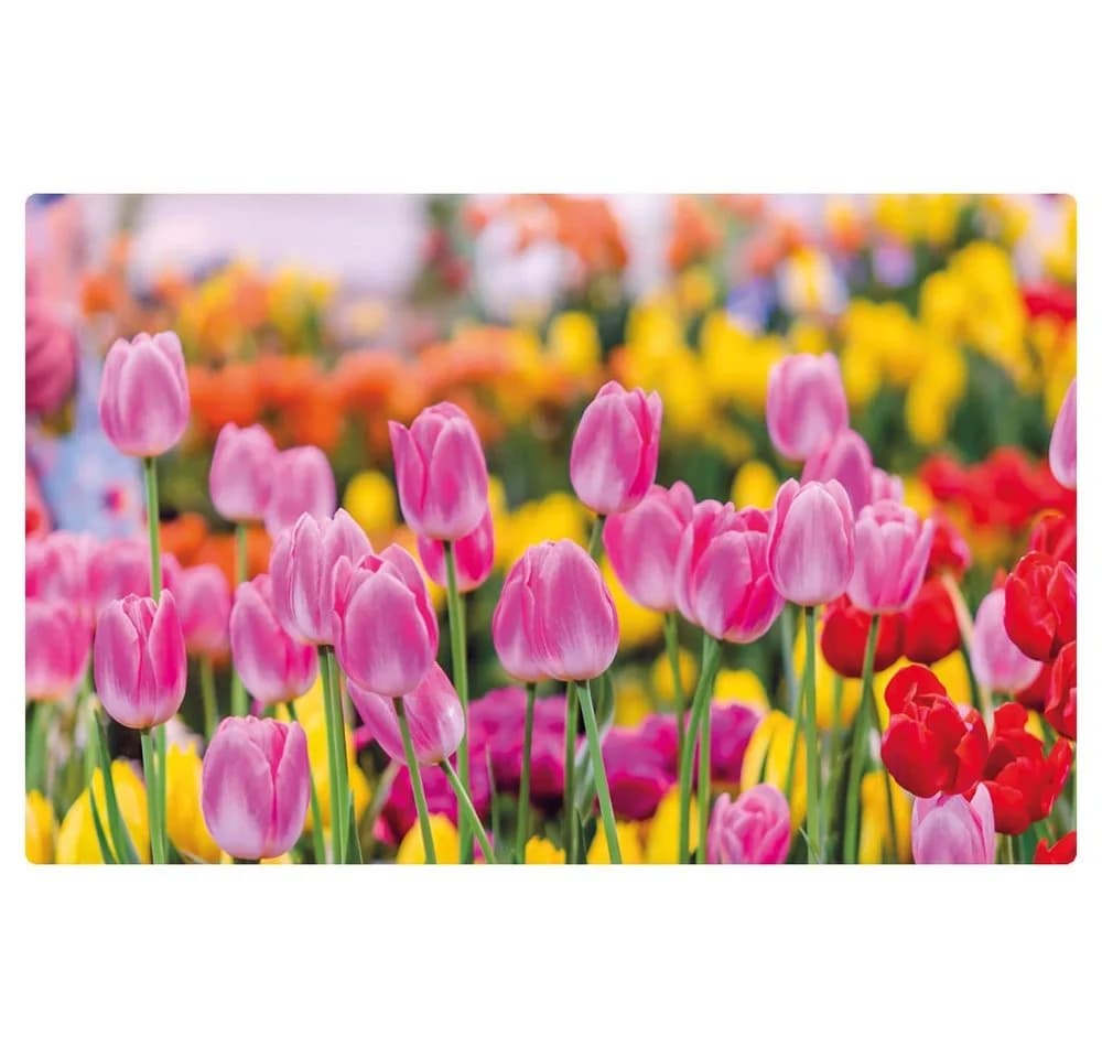 matches21 HOME & HOBBY Platzset 4er Set Sommer Tulpen Blumenwiese