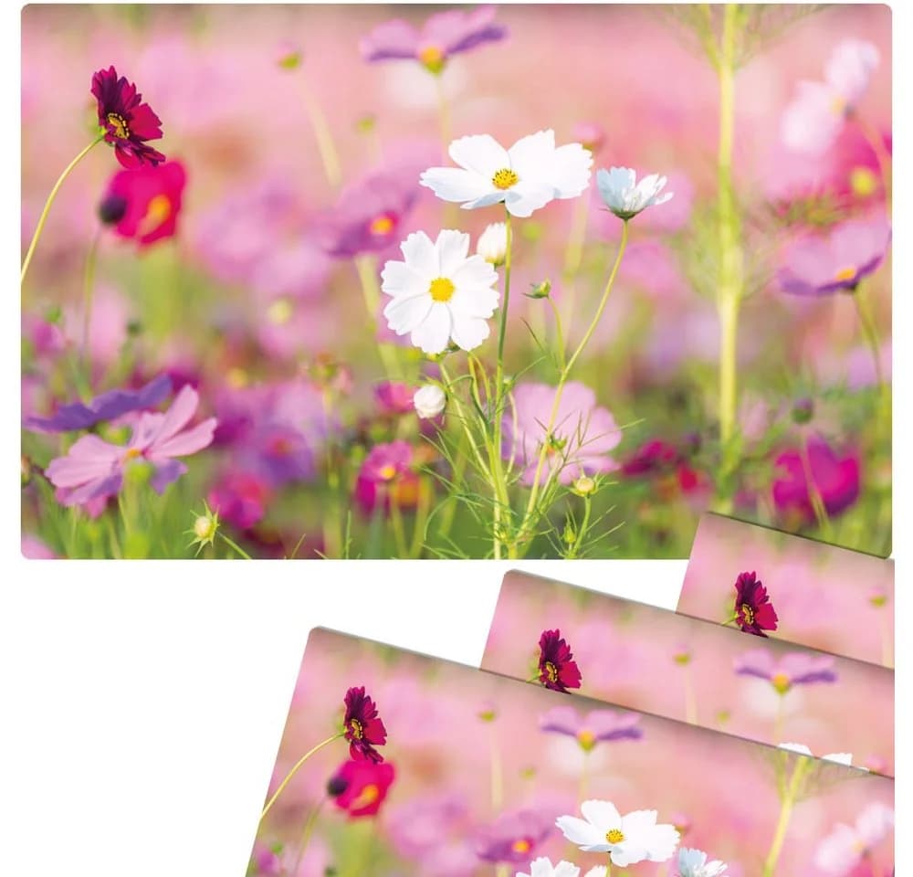 matches21 HOME & HOBBY Platzset 4er Set Blumen-Wiese Pink Weiß - Bild 2