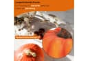 matches21 HOME & HOBBY Dekofigur Kürbis Set Orange Ton 10 & 16 cm Bild 4