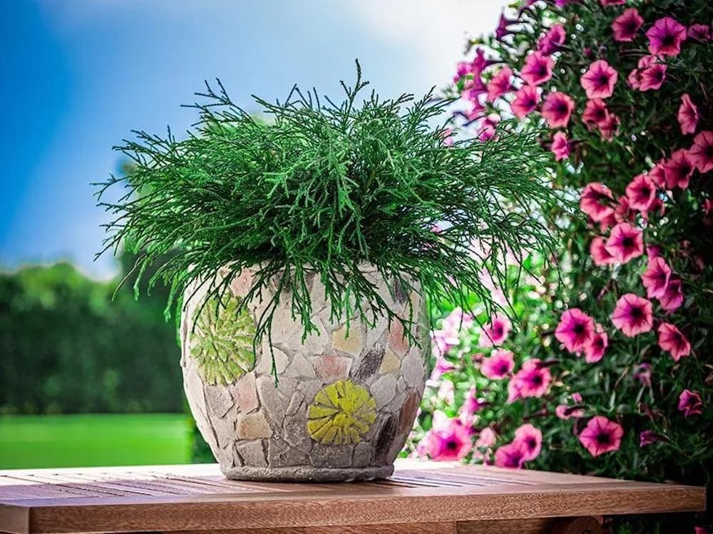 Mediterraner Keramik-Blumentopf
