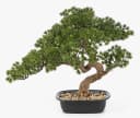 artplants Kunstbonsai Kanya 45cm Pinie in Pflanzschale Bild 2