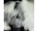 Tinisu Border Collie Kuscheltier 29 cm Plüschtier Bild 5