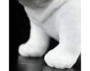 Tinisu Plüschfigur Englische Bulldogge 28 cm Bild 5