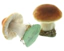 Dekofigur Steinpilz 2er-Set Herbst Deko Beige Orange Bild 4