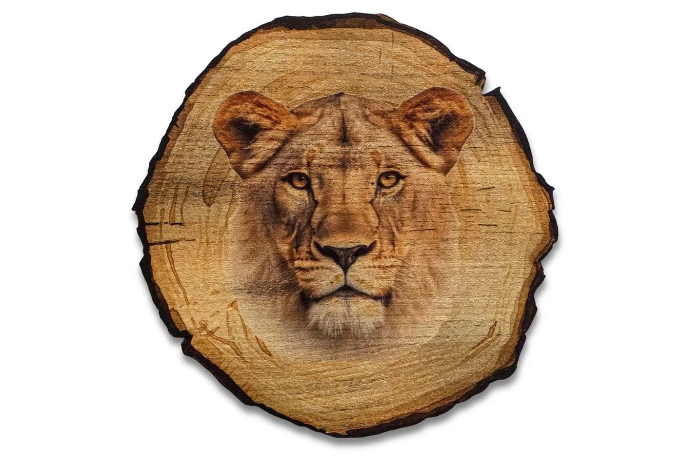 DARO Design Rundes Wandbild Baumrindenscheibe Braun Tiermotiv - Bild 2