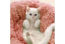 CALIYO Tierbett 60 CM Katzenbett Flauschig Hellrosa Bild 1