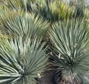 Palms-Store Yucca Rostrata ca. 100cm Winterhart bis -19°C blaue Palmlilie Bild 3