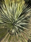 Palms-Store Yucca Rostrata ca. 100cm Winterhart bis -19°C blaue Palmlilie Bild 5