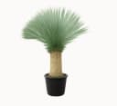 Palms-Store Yucca Rostrata Palme ca. 160 cm Grün Winterhart Bild 2