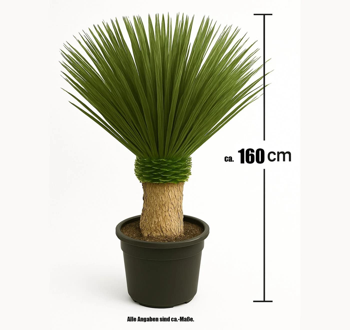 Palms-Store Yucca Rostrata Palme ca. 160 cm Grün Winterhart - Bild 3