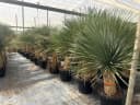 Palms-Store Yucca Rostrata Palme ca. 160 cm Grün Winterhart Bild 4