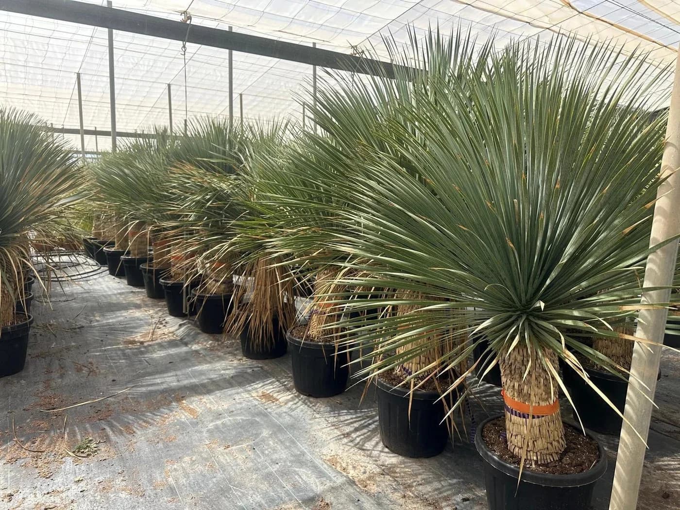 Palms-Store Yucca Rostrata Palme ca. 160 cm Grün Winterhart - Bild 4