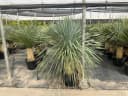 Palms-Store Yucca Rostrata Palme ca. 160 cm Grün Winterhart Bild 5