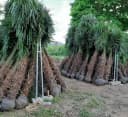 Palms-Store Chinesische Hanfpalme Trachycarpus Fortunei Grün Bild 1