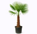 Palms-Store Chinesische Hanfpalme Trachycarpus Fortunei Grün Bild 2