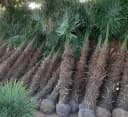 Palms-Store Chinesische Hanfpalme Trachycarpus Fortunei Grün Bild 3