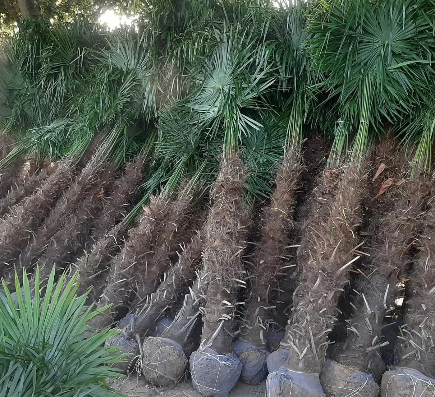 Palms-Store Chinesische Hanfpalme Trachycarpus Fortunei Grün - Bild 3