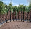 Palms-Store Chinesische Hanfpalme Trachycarpus Fortunei Grün Bild 4
