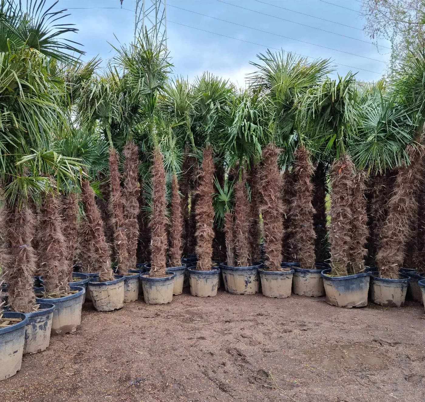 Palms-Store Chinesische Hanfpalme Trachycarpus Fortunei Grün - Bild 4