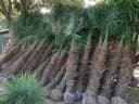 Palms-Store Chinesische Hanfpalme Trachycarpus Fortunei Grün Bild 5