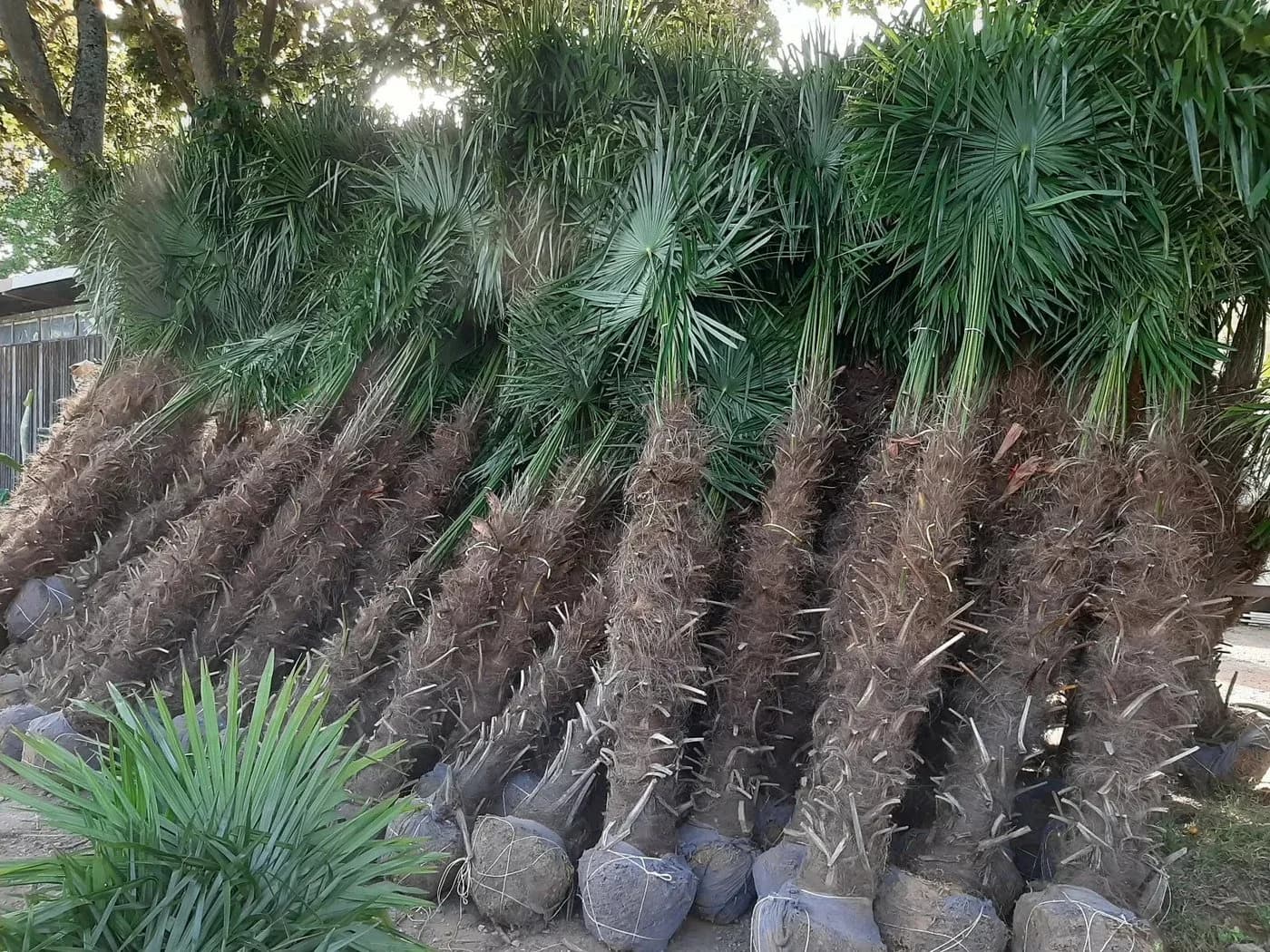 Palms-Store Chinesische Hanfpalme Trachycarpus Fortunei Grün - Bild 5