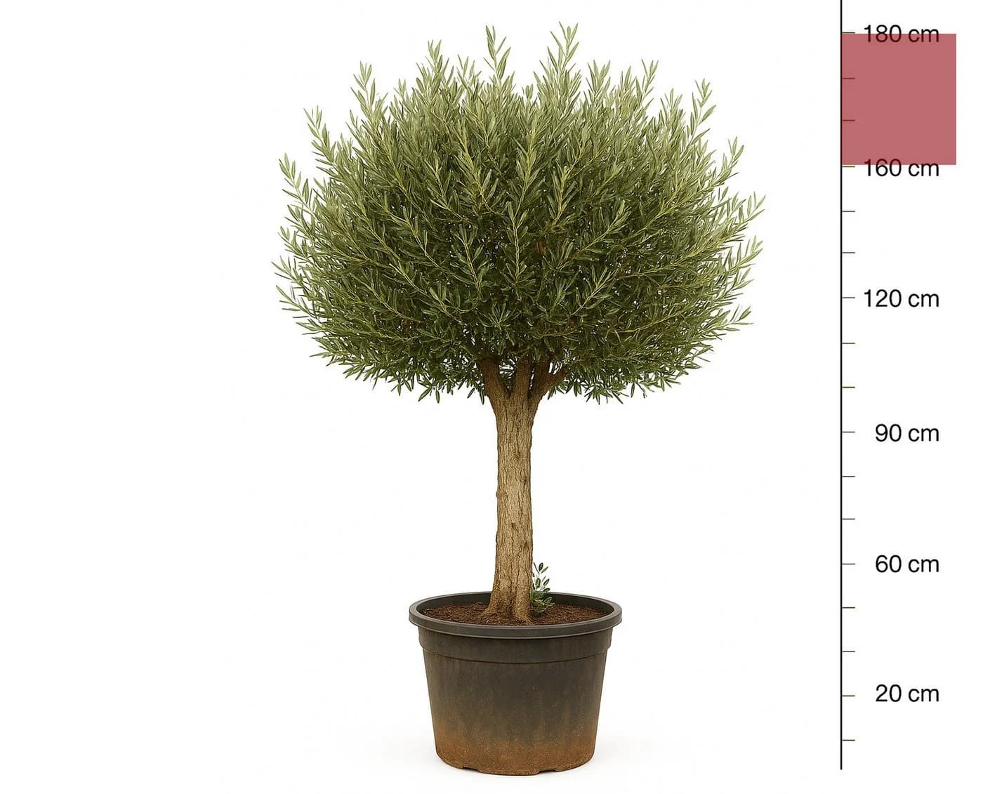 Palms-Store Olivenbaum Olea Europaea "Picual" mit dicken Stamm