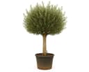 Palms-Store Olivenbaum Olea Europaea "Picual" mit dicken Stamm Bild 2