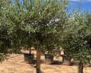 Palms-Store Olivenbaum Olea Europaea "Picual" mit dicken Stamm Bild 3