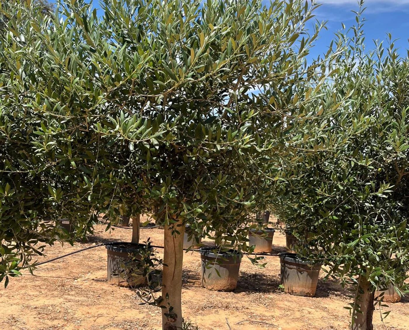 Palms-Store Olivenbaum Olea Europaea "Picual" mit dicken Stamm - Bild 3