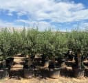 Palms-Store Olivenbaum Olea Europaea "Picual" mit dicken Stamm Bild 4