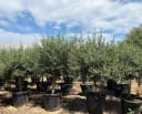 Palms-Store Olivenbaum Olea Europaea "Picual" mit dicken Stamm Bild 5