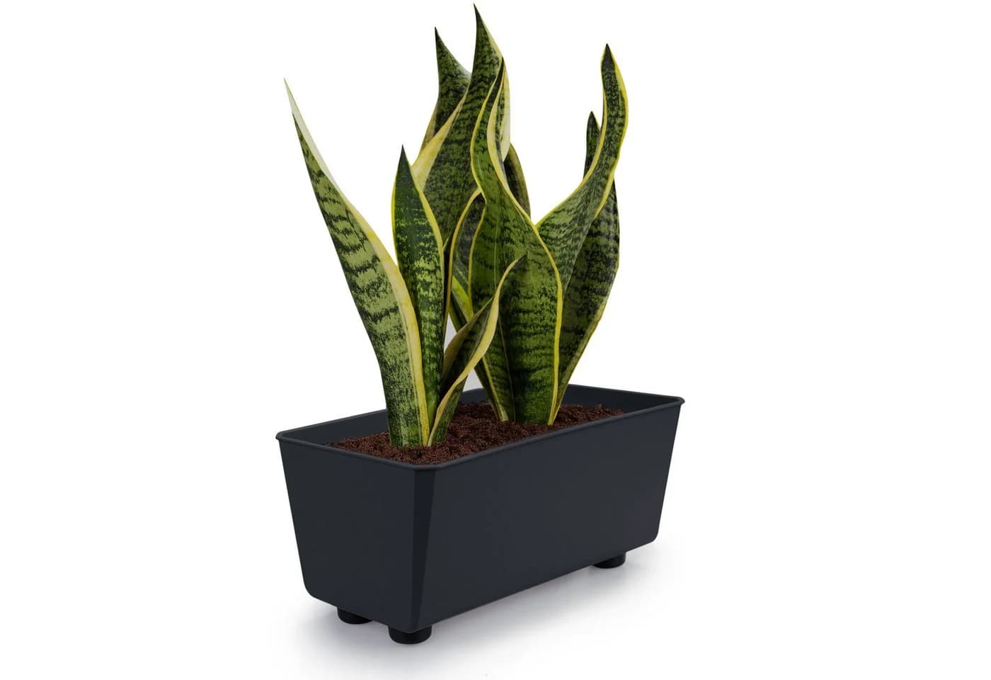 KONZEPT Blumenkasten Blumentöpfe mit Füßen, rechteckig – kleine Blumenkästen 4,2 L (1 St), ideal für Fensterbank & Zimmerpflanzen - Bild 2