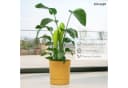 KONZEPT Blumentopf mit Untersetzer Gelb Kunststoff 32,5 cm Bild 4