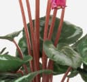 artplants Alpenveilchen Kunstblume auf Steckstab weiß-pink Bild 3