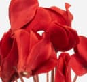 artplants Alpenveilchen Kunstblume Rot auf Steckstab 30cm Bild 1