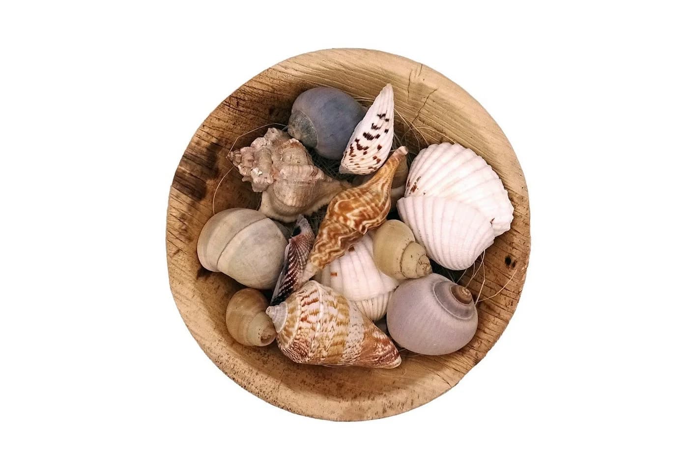Logbuch-Verlag Dekofigur Muscheln in runder Schale – Naturdeko