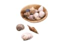 Logbuch-Verlag Dekofigur Muscheln in runder Schale – Naturdeko Bild 2
