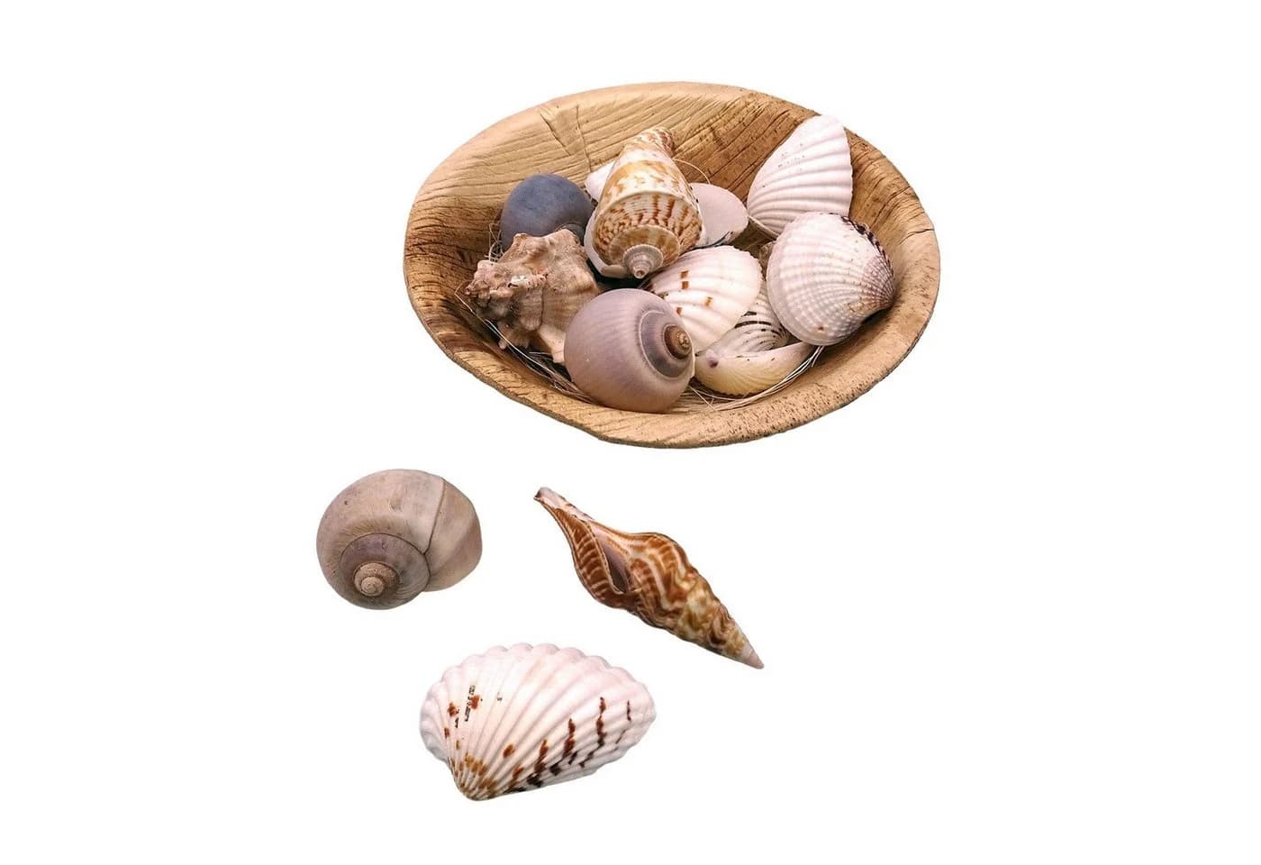Logbuch-Verlag Dekofigur Muscheln in runder Schale – Naturdeko - Bild 2