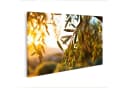 islandburner Leinwandbild Olivenbaum 100x57cm Canvas Bild 2