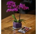 colomi Orchideentopf transparent mit Granulat Set Bild 1